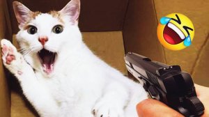 СМЕШНОЕ ВИДЕО ❤️ Смешные видео про животных😸Приколы с животными 😸Наши любимые смешные животные