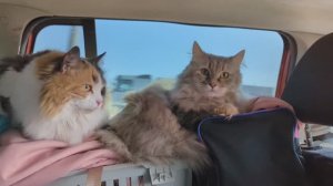 Путешествие с двумя кошками на машине