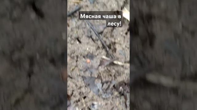 Мясная чаша в лесу, саркосцифа, эльфова чаша, съедобный весенний гриб. Москва 2025 смотреть онлайн