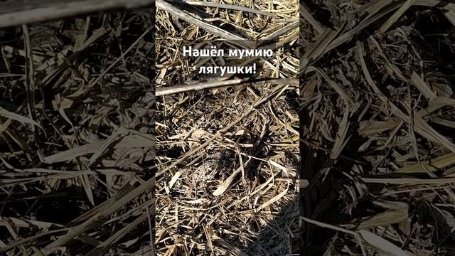 Как выглядит мумия лягушки? Москва смотреть онлайн