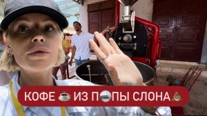 Кофейные плантации🪴Прикованные слоны 🐘Бешеные обезьяны 🐒 Кофе Лювака ☕️ Экскурсия в Далат Ч.3
