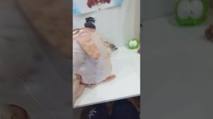 обзор на мои блоптопы#блоптоп