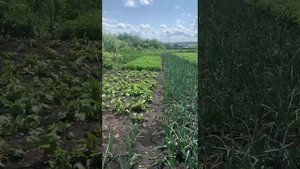 Деревни не отдыхаю