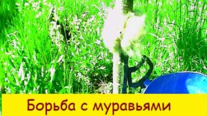 Борьба с муравьями