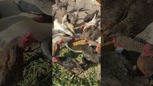 Плотный ужин у курочек🐔 включая мешанку. Собираю яйца🥚
