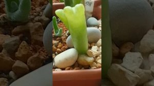 Митрофиллум митровидный (Mitrophyllum mitratum) пробую выращивать  #суккуленты