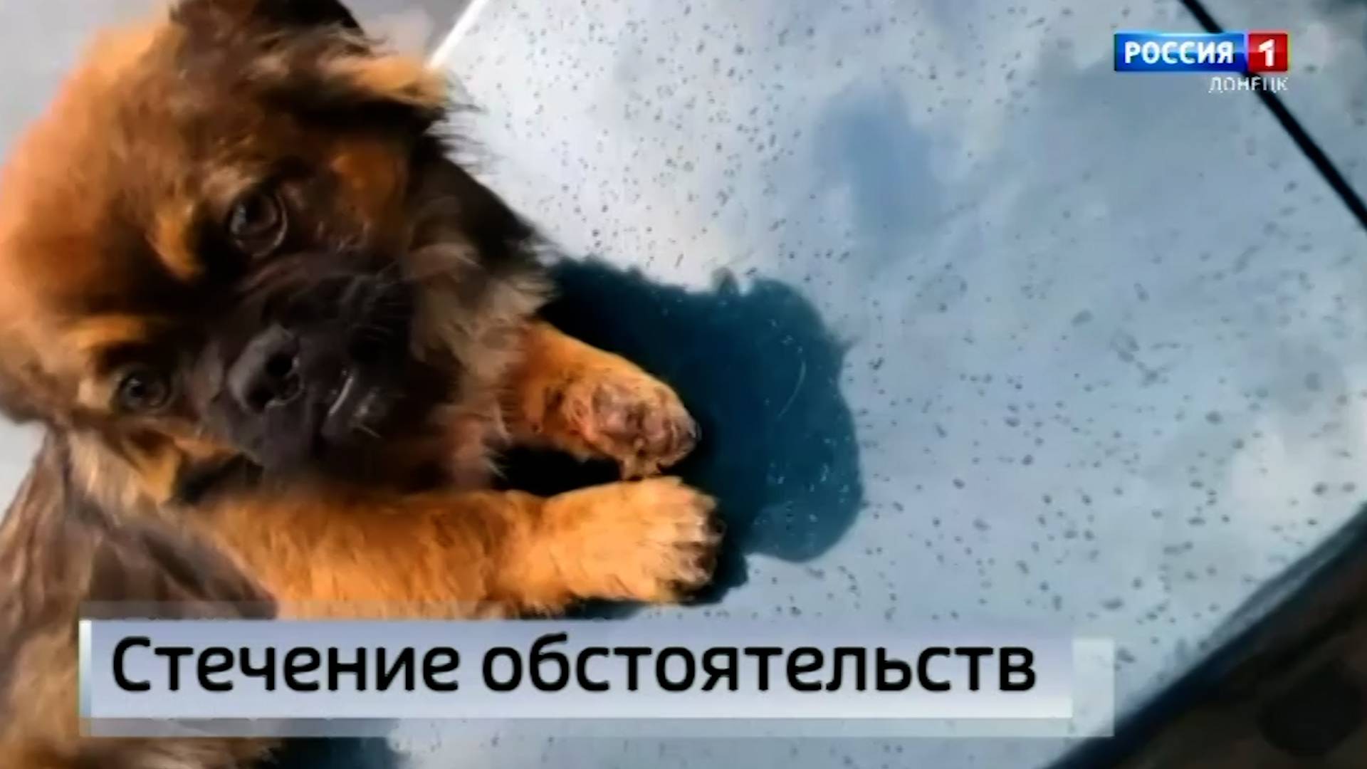 История с собакой