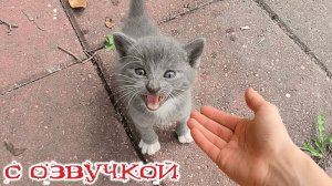 Приколы с котами! С ОЗВУЧКОЙ! Смешные коты! Самые смешные животные! Кто засмеётся — тот проиграл!