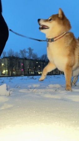 Злая сиба