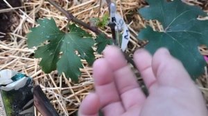 Тайсон Калугина- очень урожайный и вкусный виноград идёт на перепрививку, освобождаем место новинкам