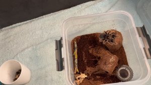 Обустраиваем дом пауку-птицееду. Мокрицы и паук. Хабитат.