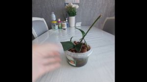 Как орхидея растит деток? 2 Детки орхидеи.