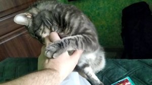 кот меня разлюбил . Прощаемся