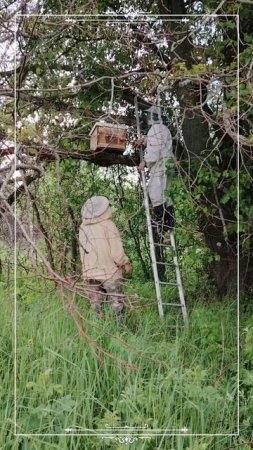 Пчеловодство в дикой природе