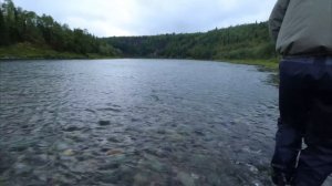 ХОЗЯЕВА ПОЛЯРНОЙ РЕКИ! Хроники СЕВЕРНОЙ Одиссеи! ТРОФЕЙНАЯ РЫБАЛКА на СПИННИНГ и ЛЕСНАЯ КУХНЯ