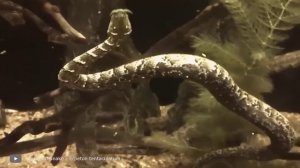 В Амазонке Найдена Самая Большая Анаконда в Мире
