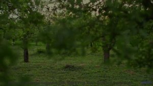 Трек, который вы включите, когда впервые увидите океан вместе - High-Vibe -- Ketsa -- Summer With So