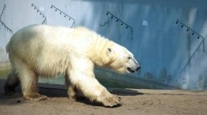 Медвежата Белка и Стрелка плавают в бассейне, затем бегают по вольеру и снова в бассейн.