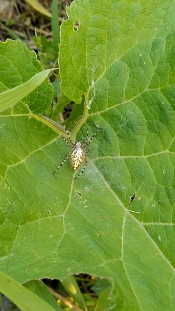 Пауки-кругопряды в Москве! Июнь 2024! Ни один муравей не пострадал! #природа #лето смотреть онлайн