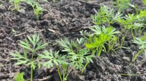 Морковка взошла хорошо. Пришла пора прореживать её.