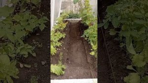 дорожка в изумрудный город. дорожка в теплице