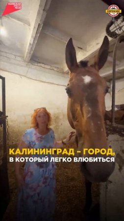 Только для тех, кто УСТАЛ от МОСКВЫ! #калиниград #городкалининград #путешествия #путь #дорога