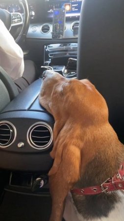 Компания «Маяковский»- Pet Friendly #перевозкаживотных#перевозкаавто#путешествия2024#поездкассобакой