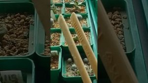 Удобный инструмент для пересадки колючих растений #суккуленты