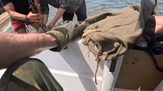 Олень сбежал от собак... прямо в море! История спасения, достойная блокбастера