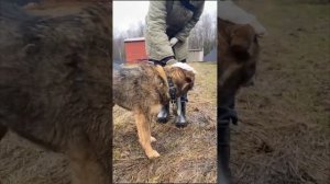 ДИНА…. Шесть долгих лет в приюте