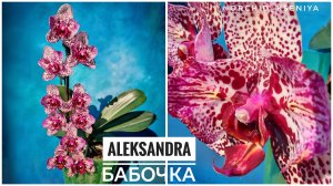 Phal. Aleksandra🦋 (Голландия)
Домашнее цветение редкой голландской орхидеи бабочки Александра.Обзор