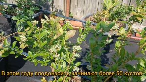 Голубика в ягодах