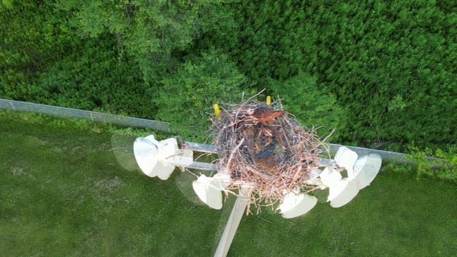 Орлиное Гнездо с Птенчиками 2