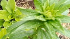 После дождя.mp4