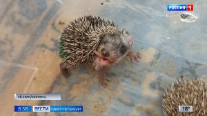 Вести Санкт-Петербург. Выпуск 08.35 от 16.06.2025