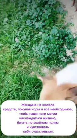 История о том, как у нас появились КОНИ
