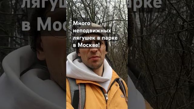 Много неподвижных лягушек в парке в Москве! Что они там делают? смотреть онлайн