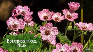 Ботанический сад. Июнь (2025)