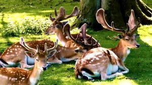 Животные в их природной обстановке