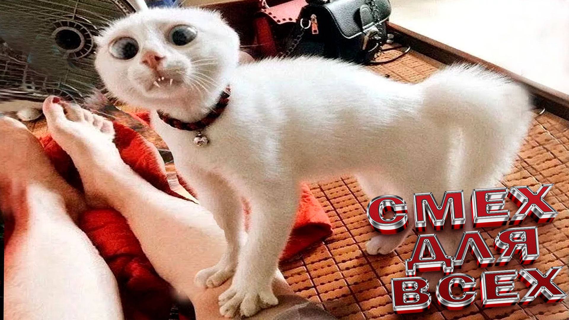 ✅Самые смешные животные ▶ Приколы с котами 🔥СМЕШНЫЕ КОТЫ ЛУЧШИЕ ПРИКОЛЫ С КОТАМИ 2025