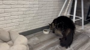 TaisonIDafna У Тайсона обед