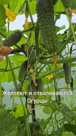 🥒 Огурчики в теплице  вдруг желтеют и отваливаются