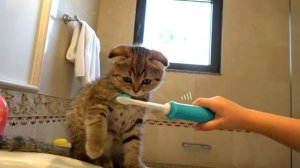 Диана и Рома Диана и Рома - Лучшие истории о кошках для детей