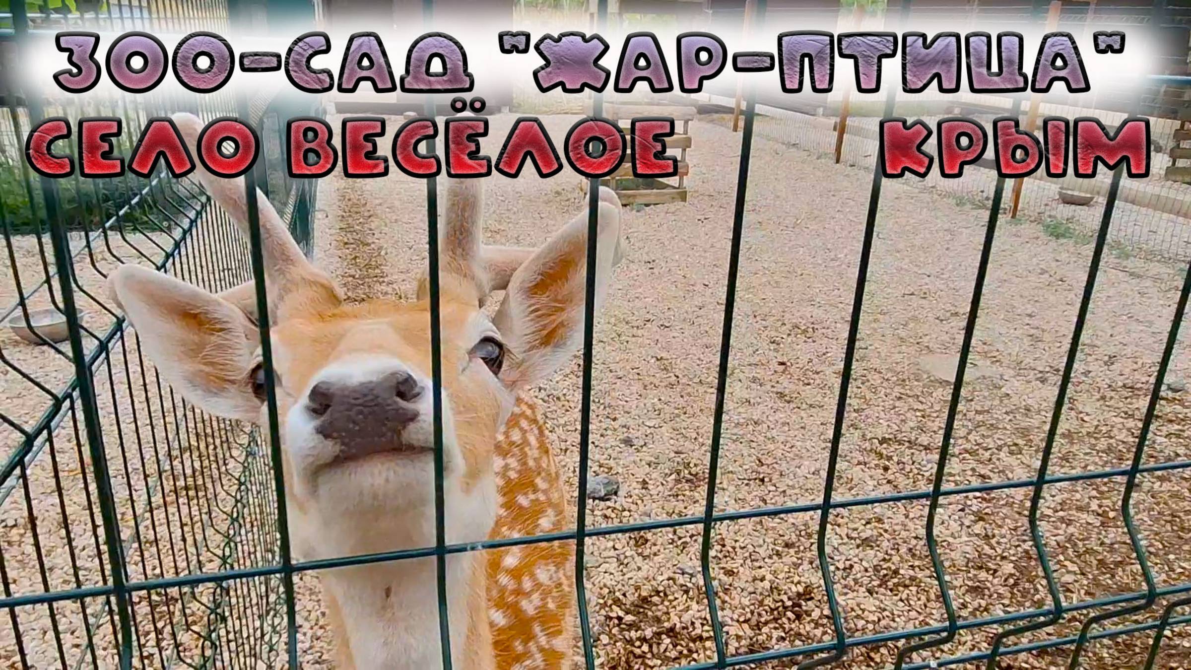 Зоосад «Жар-Птица» в селе Весёлое – волшебный мир животных в Крыму!