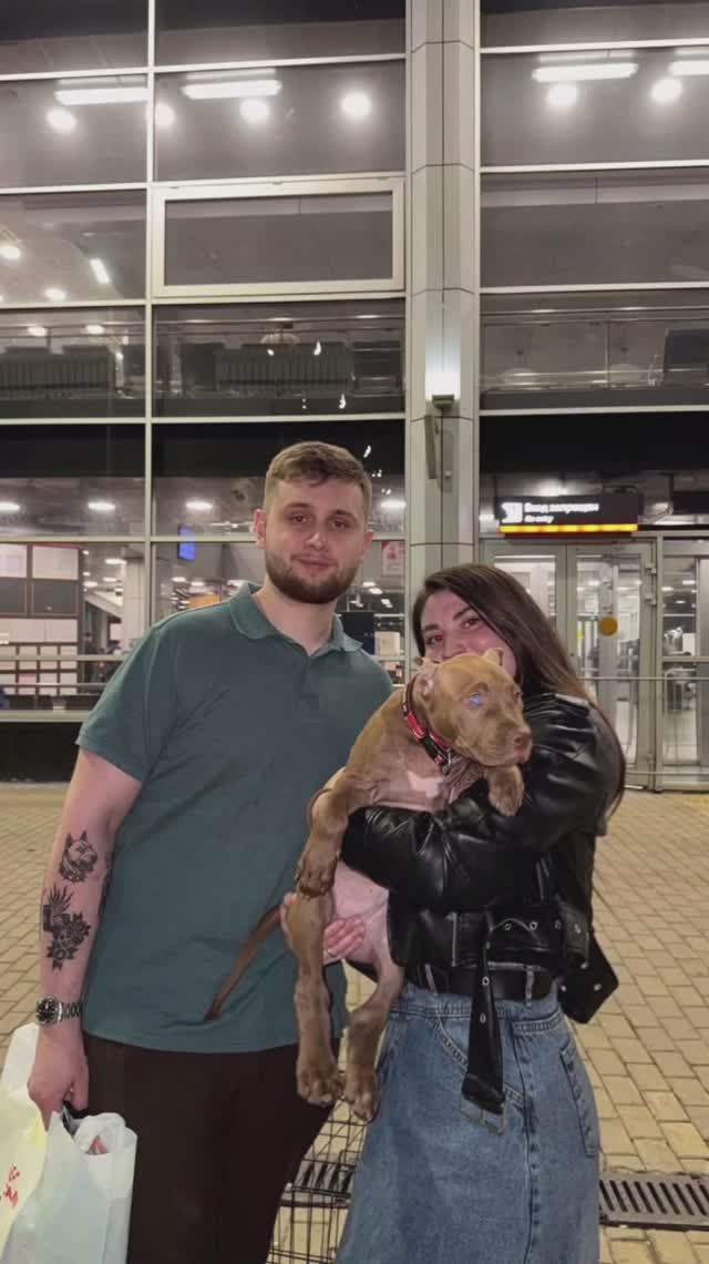 Питбуль | Стаффорд | Бультерьер Sale Pets Russia  Наша группа 💙 Щенки Американский Питбультерьер