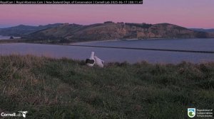 Альбатрос. Прилетели папа и мама. Накормили птенца