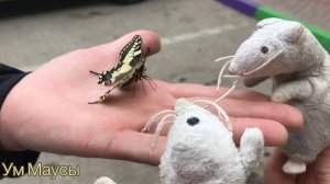 Чудесное спасение бабочки