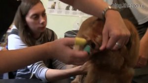 ЛЕКЦИЯ 11. Полный тримминг брюссельского гриффона.