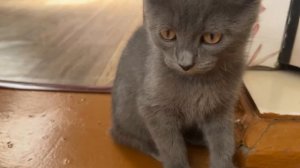 Мы снова в деревне и смотрю в окно, так прикольно птицы летают, комары достали)