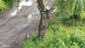 Увидела котиков под окном, решила снять на видео